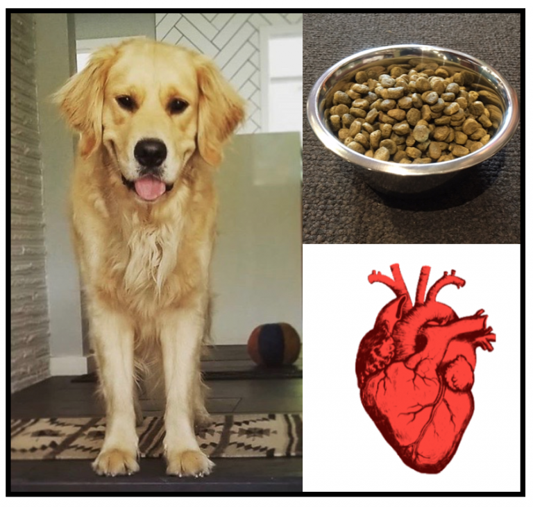 taurine deficiency in dogs
